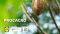 Procacao – projekt Lidla na rzecz zrównoważonej uprawy kakao